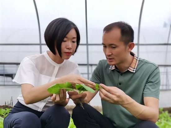 马涛和妻子在大棚里查看蔬菜生长情况